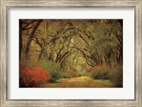 Framed Road Lined With Oaks & Flowers