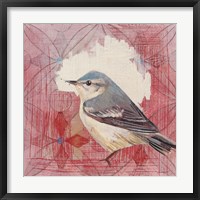 Framed Cerulean Warbler