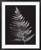 Nature by the Lake Ferns VI Black Crop Framed Print