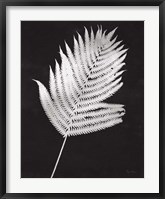 Framed Nature by the Lake Ferns III Black Crop