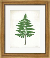 Framed 'Chalkboard Fern Green II' border=