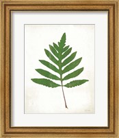 Framed 'Chalkboard Fern Green I' border=