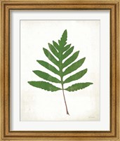 Framed 'Chalkboard Fern Green I' border=