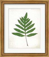 Framed 'Chalkboard Fern Green I' border=