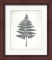 Framed 'Chalkboard Fern II' border=