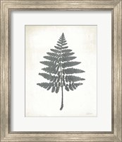 Framed 'Chalkboard Fern II' border=