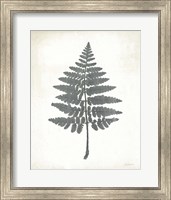 Framed 'Chalkboard Fern II' border=