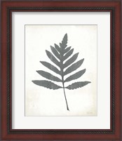 Framed 'Chalkboard Fern I' border=