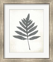 Framed 'Chalkboard Fern I' border=