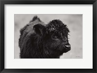 Framed Scottish Highland Cattle XI BW