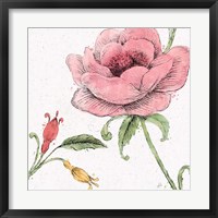 Blossom Sketches II Color Framed Print