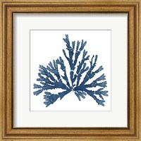 Framed 'Pacific Sea Mosses Blue on White IV' border=