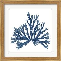 Framed 'Pacific Sea Mosses Blue on White IV' border=