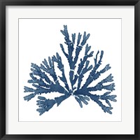 Framed Pacific Sea Mosses Blue on White IV