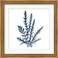 Framed 'Pacific Sea Mosses Blue on White III' border=