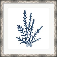 Framed 'Pacific Sea Mosses Blue on White III' border=