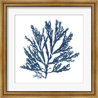 Framed 'Pacific Sea Mosses Blue on White I' border=