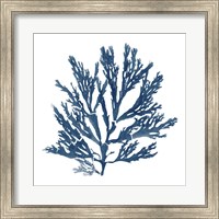 Framed 'Pacific Sea Mosses Blue on White I' border=