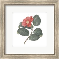 Framed 'Monument Etching Tile Flowers VII' border=