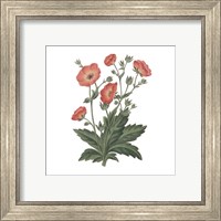 Framed 'Monument Etching Tile Flowers V' border=