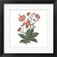 Framed 'Monument Etching Tile Flowers V' border=