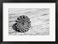 Framed Pinecone