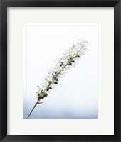 Framed Seeds and Water I