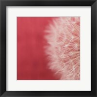 Framed Dandelion on Red II