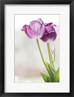 Framed Tulip Time II