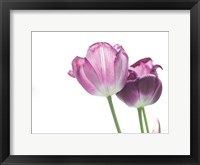 Framed Tulip Time I