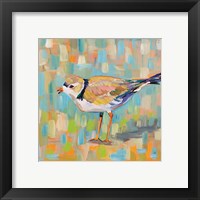 Framed 'Coastal Plover IV' border=