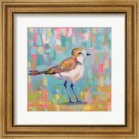 Framed 'Coastal Plover III' border=