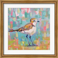 Framed 'Coastal Plover III' border=