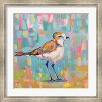 Framed 'Coastal Plover III' border=