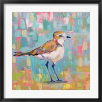 Coastal Plover III Framed Print