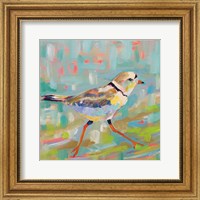 Framed 'Coastal Plover I' border=