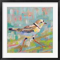 Framed 'Coastal Plover I' border=