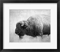 Framed Buffalo II BW