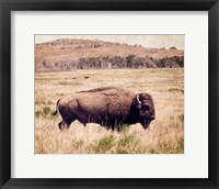 Framed Buffalo I