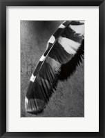 Framed Feather Shadow II