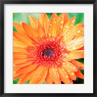 Framed 'Mixed Gerbera I' border=