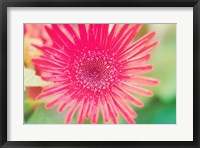 Framed Pink Gerbera