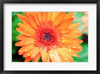 Framed Orange Gerbera