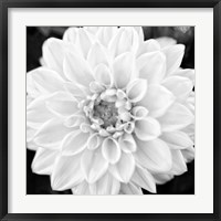 Framed Black & White Gerbera I