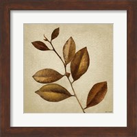 Framed Antiqued Leaves II