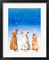 Framed Three Dogs Star Gazing