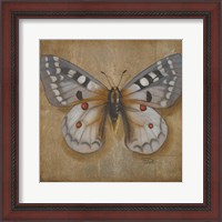 Framed 'Butterfly II' border=