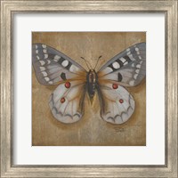 Framed 'Butterfly II' border=