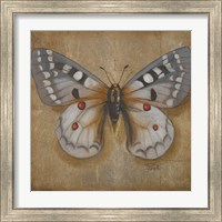 Framed 'Butterfly II' border=