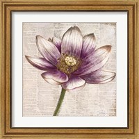 Framed 'Defined Lotus II' border=